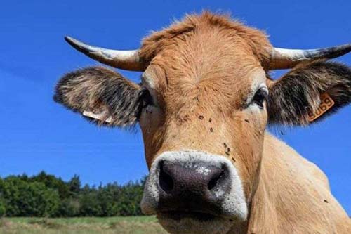 Ministério investiga caso suspeito de 'vaca louca' em Minas Gerais