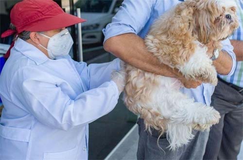 Campanha de Imunização contra Raiva em Maceió Começa neste sábado para Cães e Gatos