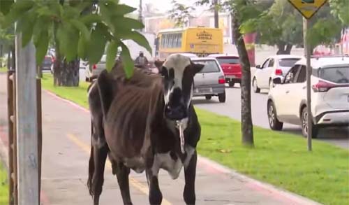Animal bovino causa agitação ao caminhar livremente pela Avenida Durval de Góis Monteiro em Maceió
