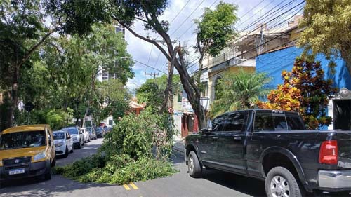 Forte Tempestade de Vento Despenca Árvores e Deixa Meio Milhão Sem Energia em São Paulo