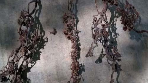 Como um agrotóxico usado na Guerra do Vietnã está destruindo videiras na Campanha Gaúcha