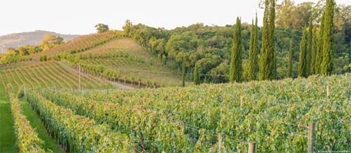 O caso de trabalho análogo à escravidão em vinícolas no RS