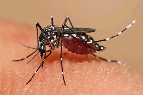 Governo Federal Estabelece Normas para Indenizações e Benefícios às Vítimas do Zika